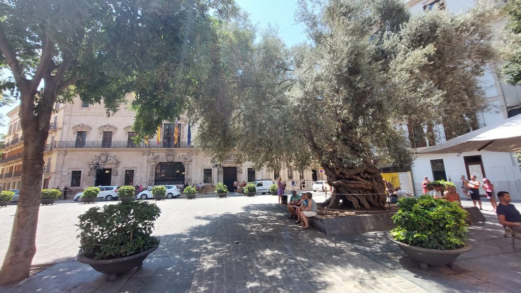 Ulivo Olivera de Cort in Plaça de Cort durante uno scalo crociera a Palma
